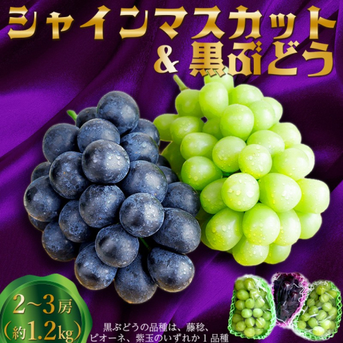 田園紳士厳選 シャインマスカット・黒葡萄セット 黒葡萄 セット 詰め合わせ ふるさと納税 シャインマスカット ふるさと納税 フルーツ セット 新鮮 国産 果実 くだもの 送料無料 2394948 - 京都府京丹後市