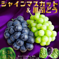 田園紳士厳選 シャインマスカット・黒葡萄セット 黒葡萄 セット 詰め合わせ ふるさと納税 シャインマスカット ふるさと納税 フルーツ セット 新鮮 国産 果実 くだもの 送料無料