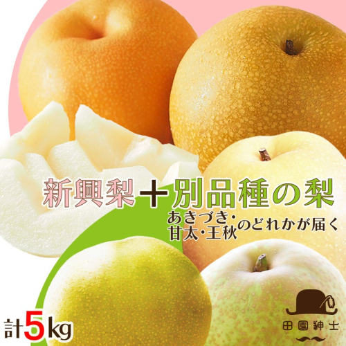 田園紳士厳選「梨好きさんのための梨セット」新興梨ともう1品種の計2品種セット 果物 フルーツ 梨 セット 詰め合わせ 新興梨 あきづき 甘太 王秋 ふるさと納税 梨 ふるさと納税 フルーツ セット 2394950 - 京都府京丹後市
