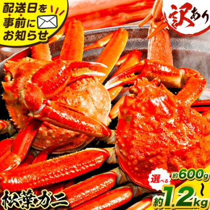 訳あり カニ 松葉ガニ 足1本なし 600g 1杯分 1.2kg 2杯分《2025年11月中旬-2026年3月中旬頃出荷》鳥取県 八頭町 送料無料  蟹 かに 姿 鍋 ズワイガニ 松葉ガニ ズワイ蟹 ボイル 冷蔵便 松葉蟹 海鮮 魚介  2人前 2395906 - 鳥取県八頭町