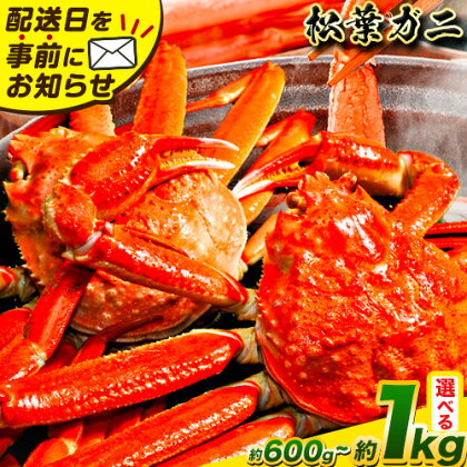 カニ 松葉ガニ 選べる 600g～ 800g or 800g～1kg《2025年11月中旬-2026年3月中旬頃出荷》鳥取県 八頭町 送料無料  蟹 かに 姿 鍋 ズワイガニ 松葉ガニ ズワイ蟹 ボイル 冷蔵便 松葉蟹 海鮮 魚介  2人前 2395907 - 鳥取県八頭町