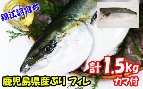 A1-8001／【予約販売 12月中旬以降順次発送】鹿児島県産 ぶり フィレ 1枚 （1.5kg以上）カマ付 2396875 - 鹿児島県垂水市