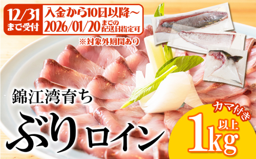 B2-8001／【予約販売 12月中旬以降順次発送】鹿児島県産 ぶり ロイン 2節 （計1kg以上）＋ カマ 1個 2396876 - 鹿児島県垂水市