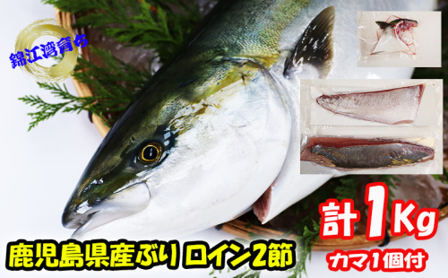 B2-8001／【予約販売 12月中旬以降順次発送】鹿児島県産 ぶり ロイン 2節 （計1kg以上）＋ カマ 1個 2396876 - 鹿児島県垂水市