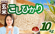 【定期便3回】いちご農家さん応援米！令和7年度産 玄米 約10kg こしひかり |  真岡市産 米  お米 こめ 玄米 ご飯 ごはん もちもち コシヒカリ 限定 ふるさと納税 先行 予約 栃木県 真岡市 送料無料