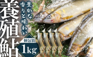 日田産養殖鮎(冷凍)1kg　日田市 / 日田漁業協同組合 魚 あゆ アユ [ARFJ003]