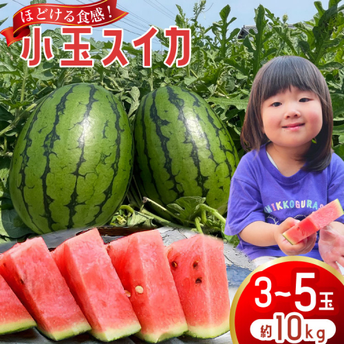 AJ462 【令和8年度出荷分】 Farm honda 小玉スイカ 3～5玉 約10kg [ 先行予約 数量限定 小玉 スイカ 西瓜 フルーツ 果物 長崎 長崎県 島原市 ] 2397463 - 長崎県島原市
