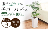 観葉植物 エバーフレッシュ ネムノキ スクエア陶器鉢植え 6号/観葉 鉢 植物 インテリア おしゃれ プレゼント/大村市/琴花園 [ACYK038]