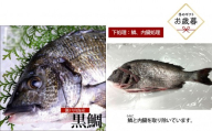 【お歳暮】【鱗、内臓処理】黒鯛 1尾（約1ｋg）ちぬ チヌ 刺身