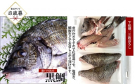 【お歳暮】【三枚おろし皮付き】黒鯛 1尾（約1ｋg）ちぬ チヌ 刺身