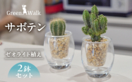 サボテンのゼオライト植え 2鉢セット[底面給水ガラス鉢]インテリア 緑 グリーン 植物 簡単 初心者 かわいい 自然 おしゃれ 観葉植物 Green Walk グリーンウォーク 愛知県 豊橋市