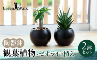 観葉植物 2鉢セット [陶器鉢(ブラックバルーン)]ゼオライト植え インテリア 緑 グリーン 植物 簡単 初心者 かわいい 自然 おしゃれ 観葉植物 Green Walk グリーンウォーク 愛知県 豊橋市