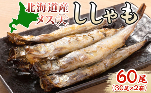 北海道産 ししゃもメス 大60尾(30尾×2箱) 北海道 稀少 魚 シシャモ メス おつまみ 魚貝類 海鮮 干物 本物 人気 希少 塩 味付け 脂のり 旨み 美味しい 大きい グルメ 惣菜 酒の肴 国産 北海道 赤平市 2403213 - 北海道赤平市
