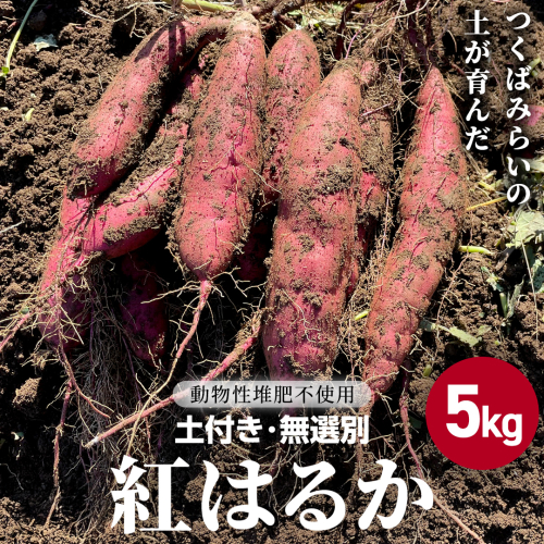 茨城県産 紅はるか 5kg 土付き 無選別 熟成 さつまいも 生芋 芋 サツマイモ 甘い 焼き芋 スイートポテト ねっとり つくばみらい市 茨城県産 [FA03-NT] 2403578 - 茨城県つくばみらい市
