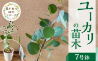 チーム田主丸『ユーカリ苗木7号鉢』 _ 苗木 7号鉢 ユーカリ チーム田主丸 1本 ユーカリの苗木 庭木 鉢植え 植木 ドライフラワー スワッグ リース リラックス効果 虫よけ 常緑樹 シンボルツリー ガーデニング 植物 インテリア お手入れ簡単 育て方付き お取り寄せ 福岡県 久留米市 送料無料 _Hf039