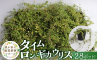 チーム田主丸『タイムロンギカウリス28ポット』 _ タイムロンギカウリス 9cmポット 28苗 花 チーム田主丸 常緑多年草 ハーブ 園芸 丈夫 育てやすい 品種 成長が早い グランドカバー プランツ 地植え 鉢植え ガーデニング 庭 花壇 寄せ植え 植物 育て方付き お取り寄せ 福岡県 久留米市 送料無料 _Hf041