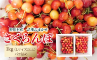 【令和8年産 早期受付】 鮭川村産さくらんぼ ＜品種おまかせ＞ Lサイズ以上バラ詰め 1kg（500g×2P）