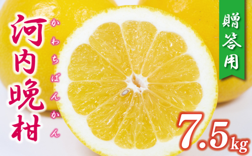 贈答用 河内晩柑 樹齢 30年以上 7.5kg （ サイズ ミックス ） 13000円 みかん mikan 蜜柑 ミカン かわちばんかん 愛南ゴールド あいなん ゴールド 文旦 派生 グレープフルーツ 和製 産地直送 国産 農家直送 期間限定 数量限定 特産品 ゼリー ジュース アイス 等に 人気 さわやか 甘い フルーツ 果物 柑橘 ギフト プレゼント 小玉 含む 果樹園みどり 愛南町 愛媛県 2406653 - 愛媛県愛南町