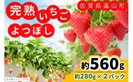 【新農場オープン記念】【先行受付 2026年1月より発送】【農場直送！】よつぼし(約280g×2P)【ふるさと納税 基山町産 いちご イチゴ 朝採れ 完熟果】K100011