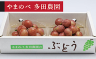《先行予約》2026年 山形県産 クイーンニーナ ダイヤパック2P やまのべ多田農園のぶどう tn-buqnd2