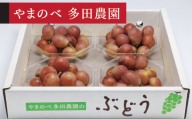 《先行予約》2026年 山形県産 クイーンニーナ ダイヤパック4P やまのべ多田農園のぶどう tn-buqnd4