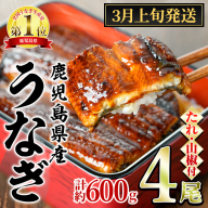 【0244339a-2603】＜3月上旬発送予定＞東串良町のうなぎ蒲焼(無頭)(4尾・計約600g・タレ、山椒付) うなぎ 高級 ウナギ 鰻 国産 蒲焼 蒲焼き たれ 鹿児島 ふるさと 人気 【アクアおおすみ】