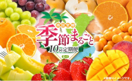 【10回定期便】旬 人気 フルーツ 南国宮崎産 太陽のタマゴ 金柑たまたまエクセレント シャインマスカット ピオーネ いちご みかん 梨 メロン 柑橘 マンゴー きんかん たまたま ぶどう 果物 詰め合わせ 宮崎県 九州＜E-1コース M500＞