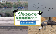 [ツルのねぐら・採食場観察ツアー(ねぐら立ち見学無し)] つる ツル 鶴 鳥 野鳥 貴重 体験 観察 ツアー ねぐら ネグラ ねぐら立ち ナベヅル 鍋鶴 マナヅル 真鶴 真名鶴 野鳥観察 採食場 西予市観光物産協会 愛媛県 西予市