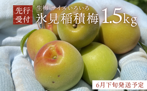 【先行受付】氷見稲積梅 生梅 梅MIX サイズいろいろ ＜6月下旬発送予定＞ 富山県 氷見市 梅  青梅 うめ 手作り 2410358 - 富山県氷見市