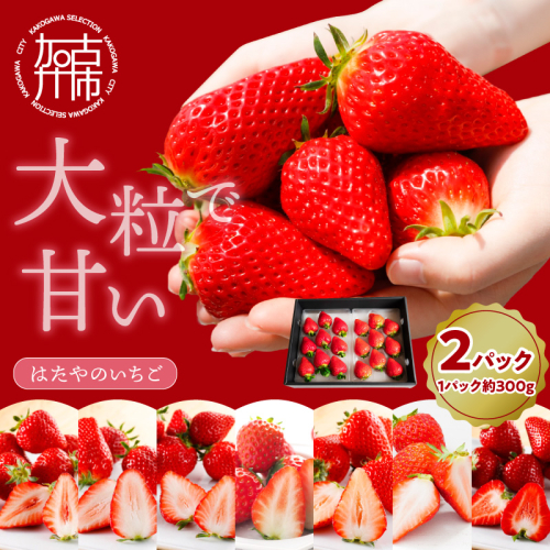 はたやのいちご 2Pセット《 いちご 苺 イチゴ フルーツ 果物 国産 フルーツ工房はたや あまえくぼ 章姫 あまクイーン ロイヤルクイーン ぽりっちご あまおとめ 堅しろう 》【2501C09702】 2410360 - 兵庫県加古川市