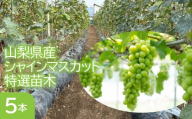 山梨県産シャインマスカット特選苗木（５本セット） 253-002