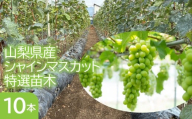 山梨県産シャインマスカット特選苗木（１０本セット） 253-003