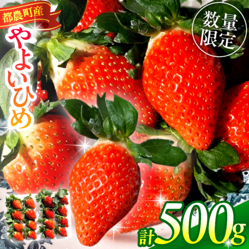 ≪先行予約≫都農町産いちご「やよいひめ」計500g フルーツ 果物 デザート イチゴ 国産_T059-001 2411170 - 宮崎県都農町