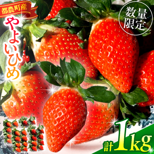 ≪先行予約≫都農町産いちご「やよいひめ」計1kg フルーツ 果物 デザート イチゴ 国産_T059-002 2411173 - 宮崎県都農町
