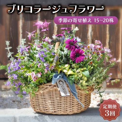 【定期便3回】季節のお花が楽しめる☆お花屋さんの定期便 3回 ブリコラージュフラワー 寄せ植え 15?20株 2411194 - 佐賀県上峰町