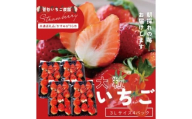 【先行予約】「かすみがうら市共通返礼品」菅谷いちご園の完熟いちご『いちごっ子』 3Lサイズ 11粒×4パック(101-02)