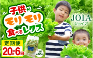 定期便 ≪6ヶ月連続お届け≫苦くな～い！野菜ぎらいの子もモリモリ食べるやさしいレタス 約65g×20袋（栽培期間中農薬不使用・洗わず食べられる）【野菜 生野菜 レタス サラダ お弁当 水耕栽培 洗わず食べられる 時短 付け合わせ】[m40-l005]