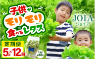 定期便 ≪12ヶ月連続お届け≫ 苦くな～い！野菜ぎらいの子もモリモリ食べるやさしいレタス 約65g×5袋（栽培期間中農薬不使用・洗わず食べられる）【野菜 生野菜 レタス サラダ お弁当 水耕栽培 洗わず食べられる 時短 付け合わせ】[m40-g002]