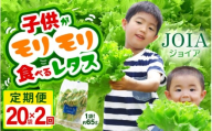定期便 ≪2ヶ月連続お届け≫苦くな～い！野菜ぎらいの子もモリモリ食べるやさしいレタス 約65g×20袋（栽培期間中農薬不使用・洗わず食べられる）【野菜 生野菜 レタス サラダ お弁当 水耕栽培 洗わず食べられる 時短 付け合わせ】[m40-d006]