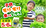 定期便 ≪6ヶ月連続お届け≫ 苦くな～い！野菜ぎらいの子もモリモリ食べるやさしいレタス 約65g×5袋（栽培期間中農薬不使用・洗わず食べられる） 【野菜 生野菜 レタス サラダ お弁当 水耕栽培 洗わず食べられる 時短 付け合わせ】[m40-c004]