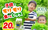苦くな～い！野菜ぎらいの子もモリモリ食べるやさしいレタス 約65g×20袋（栽培期間中農薬不使用・洗わず食べられる） 【野菜 生野菜 レタス サラダ お弁当 水耕栽培 洗わず食べられる 時短 付け合わせ】[m40-b005]