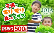 【訳あり】不揃い 苦くな～い！野菜ぎらいの子もモリモリ食べるやさしいレタス 500g×1袋（栽培期間中農薬不使用・洗わず食べられる）【野菜 生野菜 レタス サラダ お弁当 水耕栽培 洗わず食べられる 時短 付け合わせ】[m40-a025]