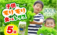 苦くな～い！野菜ぎらいの子もモリモリ食べるやさしいレタス 約65g×5袋（栽培期間中農薬不使用・洗わず食べられる） 【野菜 生野菜 レタス サラダ お弁当 水耕栽培 洗わず食べられる 時短 付け合わせ】[m40-a016]