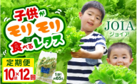 定期便 ≪12ヶ月連続お届け≫  苦くな～い！野菜ぎらいの子もモリモリ食べるやさしいレタス 約65g×10袋（栽培期間中農薬不使用・洗わず食べられる）【野菜 生野菜 レタス サラダ お弁当 水耕栽培 洗わず食べられる 時短 付け合わせ】[m40-l004]
