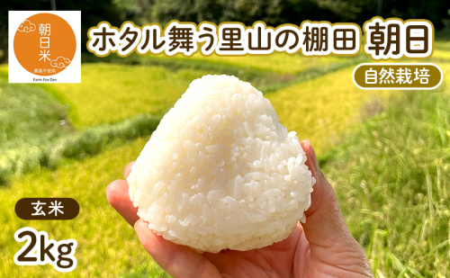 令和7年産 自然栽培 朝日 玄米2kg ホタル舞う里山の棚田 栽培期間中 農薬 化学肥料不使用 米 岡山県 赤磐市 朝日米 2412609 - 岡山県赤磐市