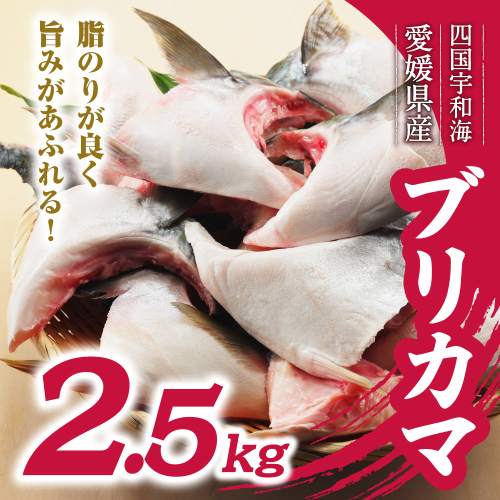 数量限定 ブリカマ 2.5kg 10000円 冷凍 サイズ 不揃い ぶりかま ぶりカマ 鰤かま 食べ物 旬 お手軽 魚海鮮 魚介 父の日 小分け 真空 パック 新鮮 鮮魚 養殖 国産 鰤 ぶり ブリ お取り寄せ ギフト プレゼント おつまみ アテ おかず カマ 塩焼き 煮物 あらだき あら煮 肉 厚 規格外 人気 ハマスイ 愛南町 愛媛県 2412756 - 愛媛県愛南町