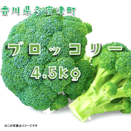 ブロッコリー　訳あり約4.5kg　サイズおまかせ【A-142】 2412757 - 香川県多度津町