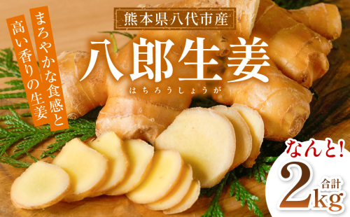 八郎生姜 2kg しょうが ショウガ ガリ ジンジャー 野菜 食品 薬味 生姜焼き しょうが焼き 温活 冷え性 対策 熊本県 八代市 東陽町 産地直送 国産 2412803 - 熊本県八代市