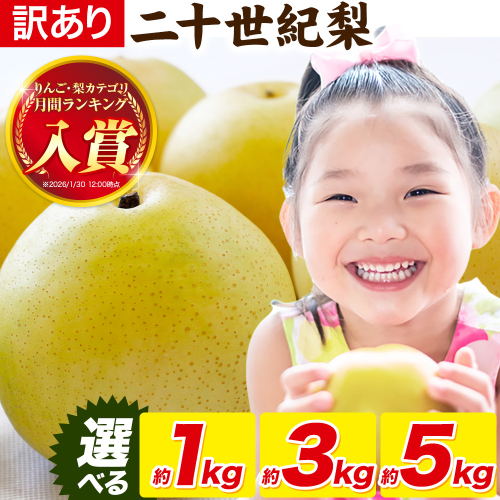 梨 なし【2026年先行予約】 二十世紀梨 選べる 約1kg 約3kg 約5kg《2026年8月下旬-9月下旬頃出荷》二十世紀梨 梨 ご家庭用 旬 二十世紀 鳥取県 八頭町 なし 果物 フルーツ 特産品 送料無料 果汁 デザート 八頭 2413423 - 鳥取県八頭町
