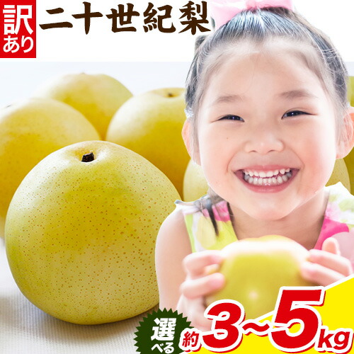 梨 なし【2026年先行予約】 二十世紀梨 選べる 約3kg (6～15玉) 約5kg (10～25玉) 《2026年8月下旬-9月下旬頃出荷》二十世紀梨 梨 ご家庭用 旬 二十世紀 鳥取県 八頭町 なし 果物 フルーツ 特産品 送料無料 果汁 デザート 八頭 2413423 - 鳥取県八頭町